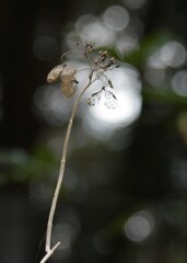 DSC_2085 