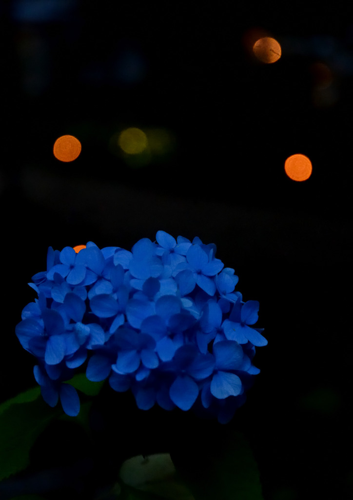 DSC_3609