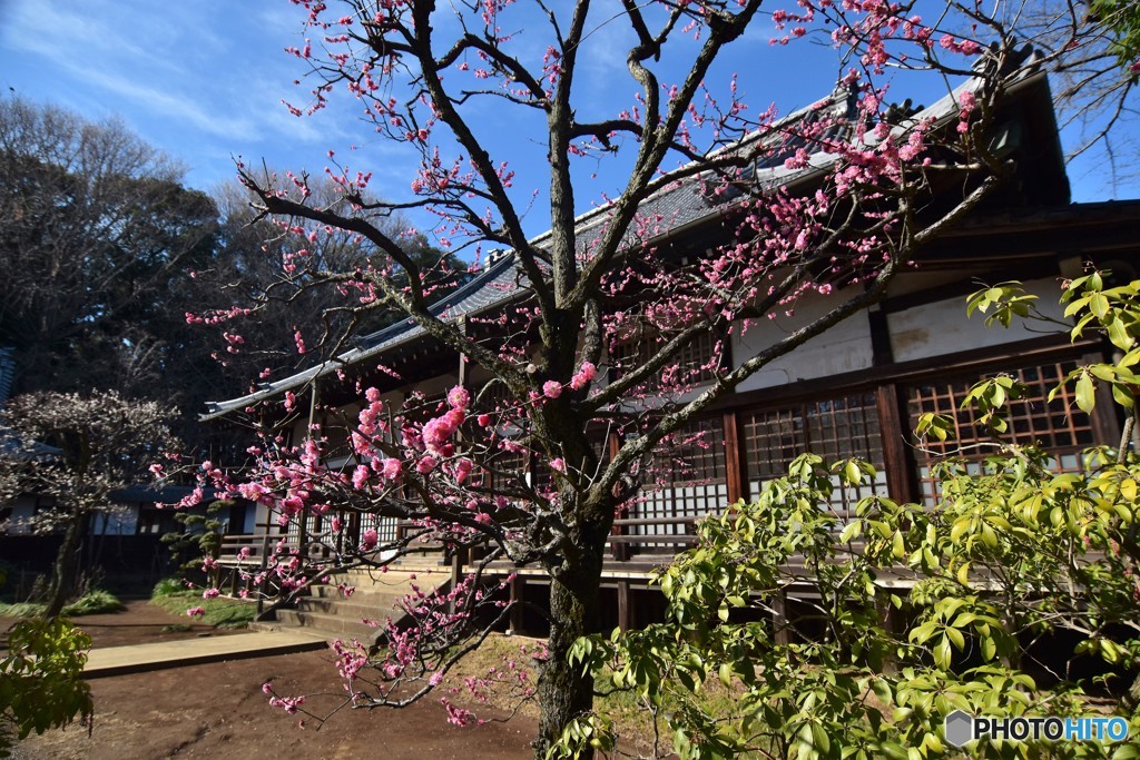 紅梅