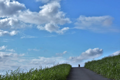サイクリングロード