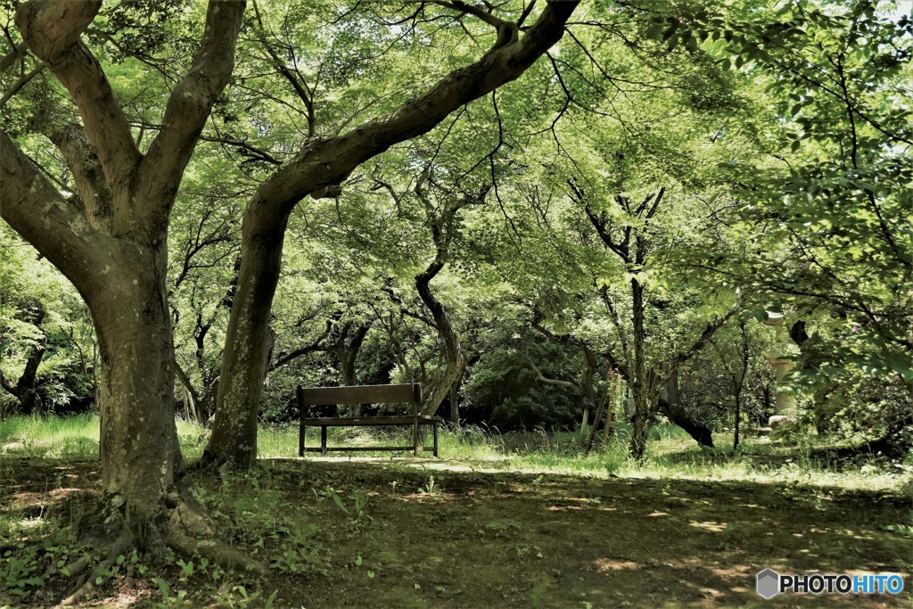 DSC_7953「緑の中で」