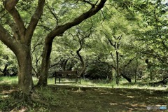 DSC_7953「緑の中で」