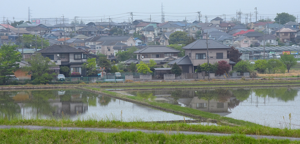 早朝の水田