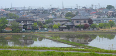 早朝の水田