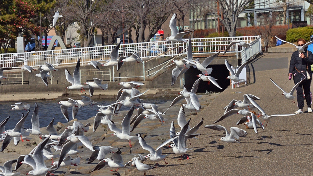 カゴメ が飛んだ♬