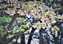 DSCF7037