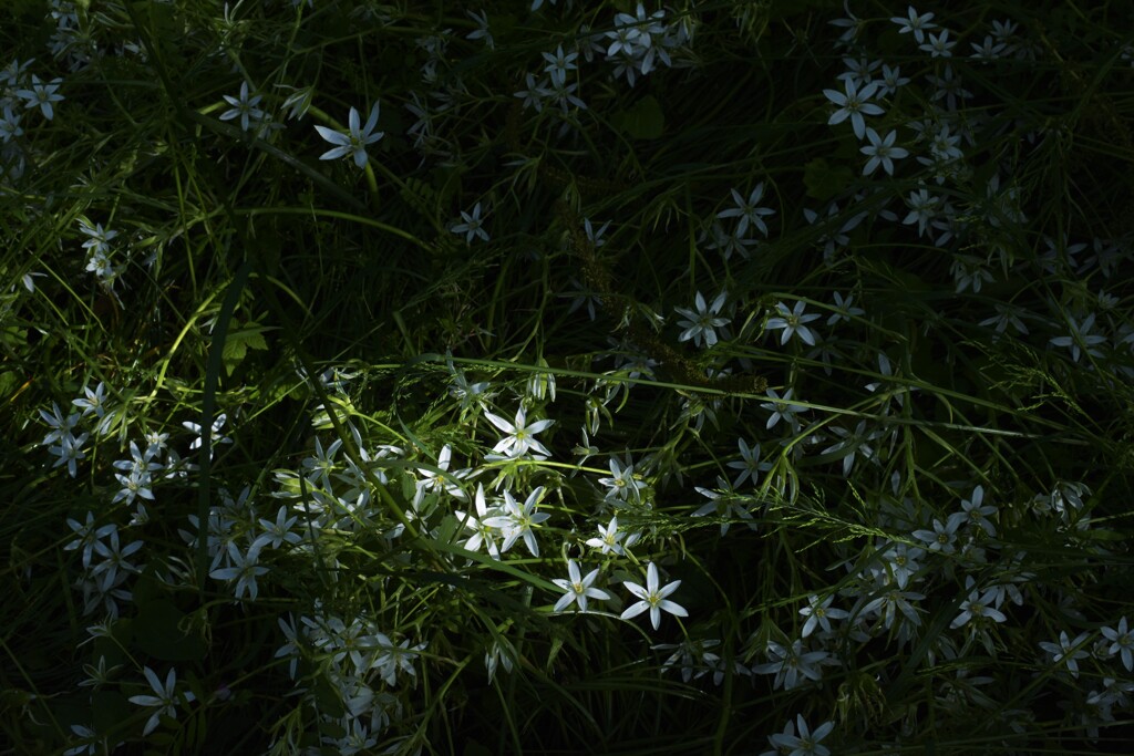 DSC_6841 片隅に咲く