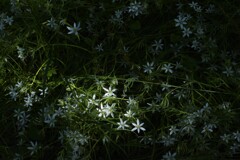DSC_6841 片隅に咲く