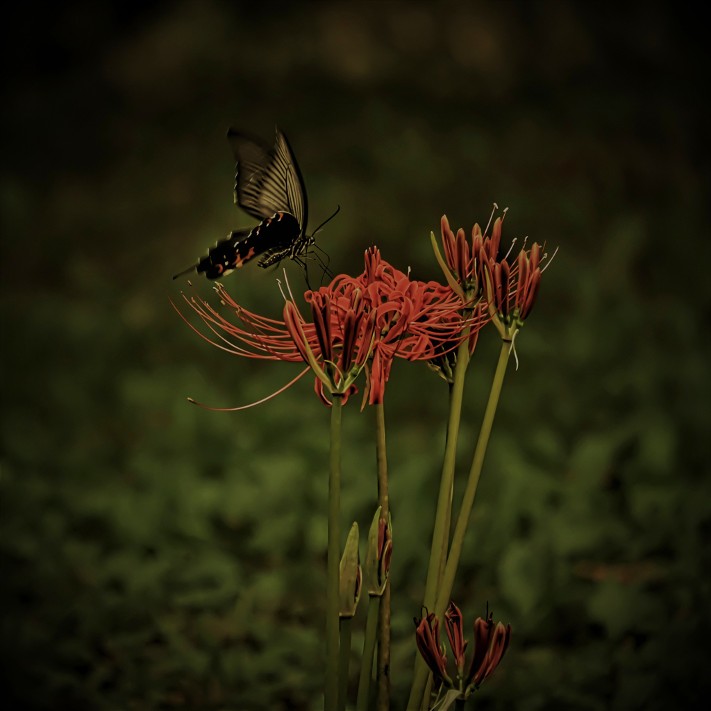やっと彼岸花咲き始めました^^