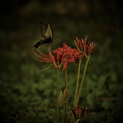やっと彼岸花咲き始めました^^