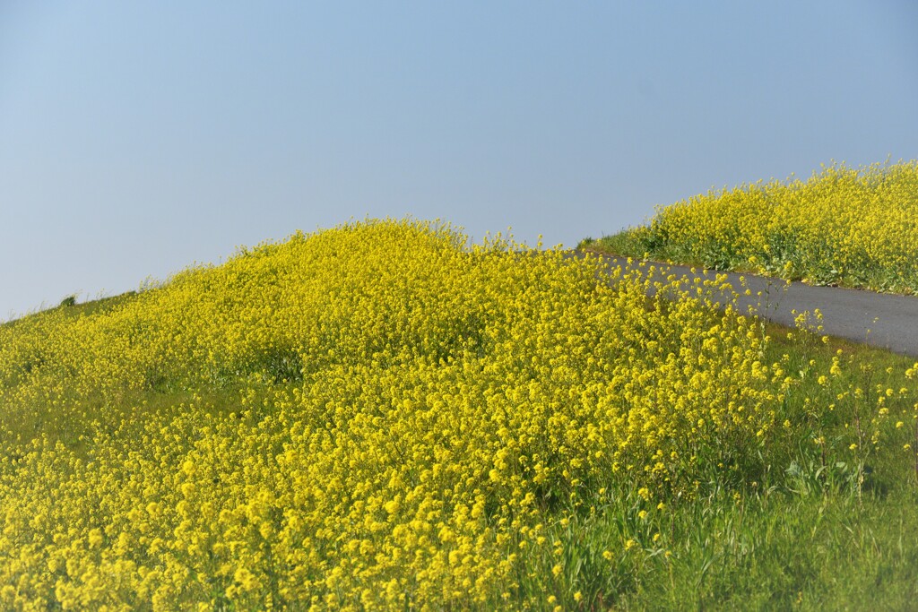 DSC_4519