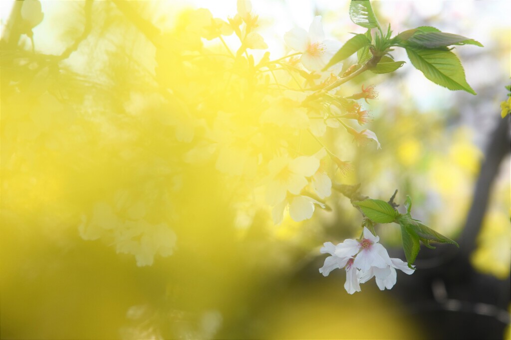  桜が散り始めました