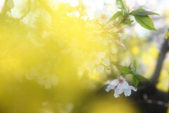  桜が散り始めました