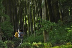 竹林を楽しむ
