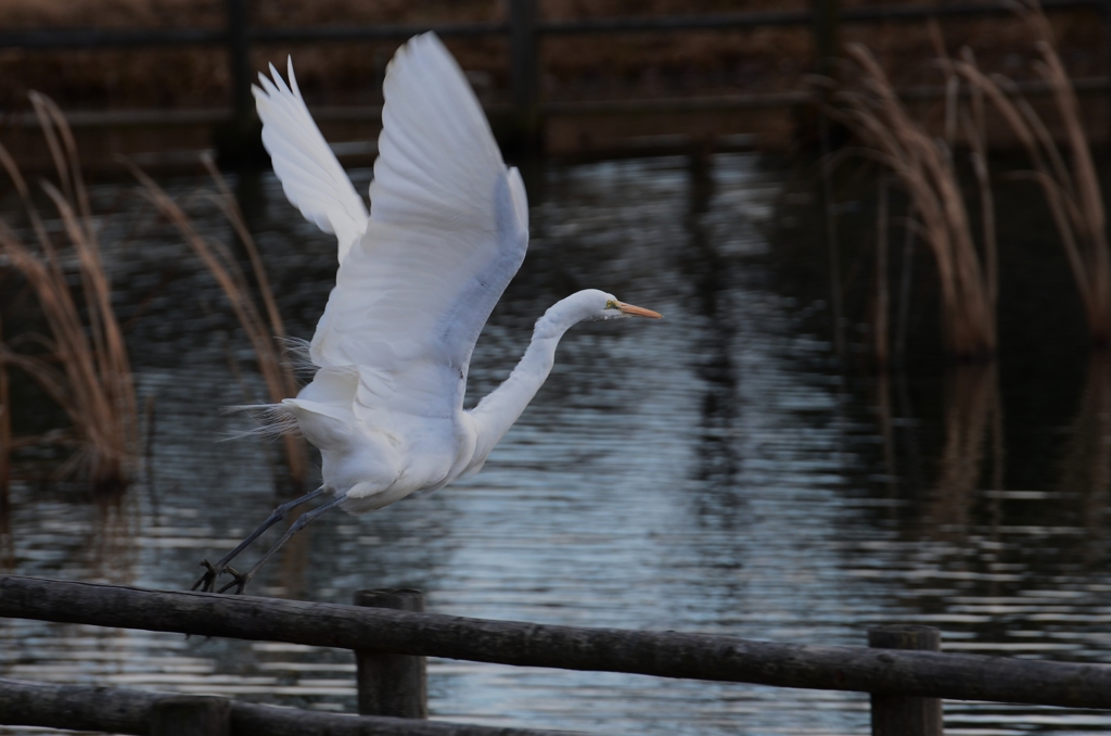しらさぎが逃げて行く。。。。