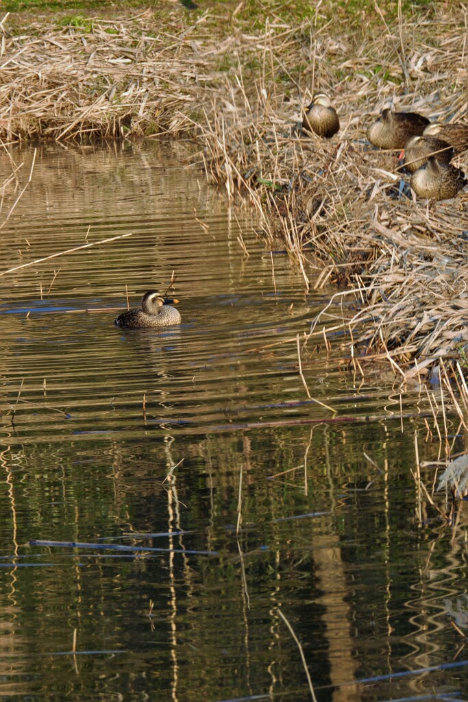 みんなおいでよ・・・