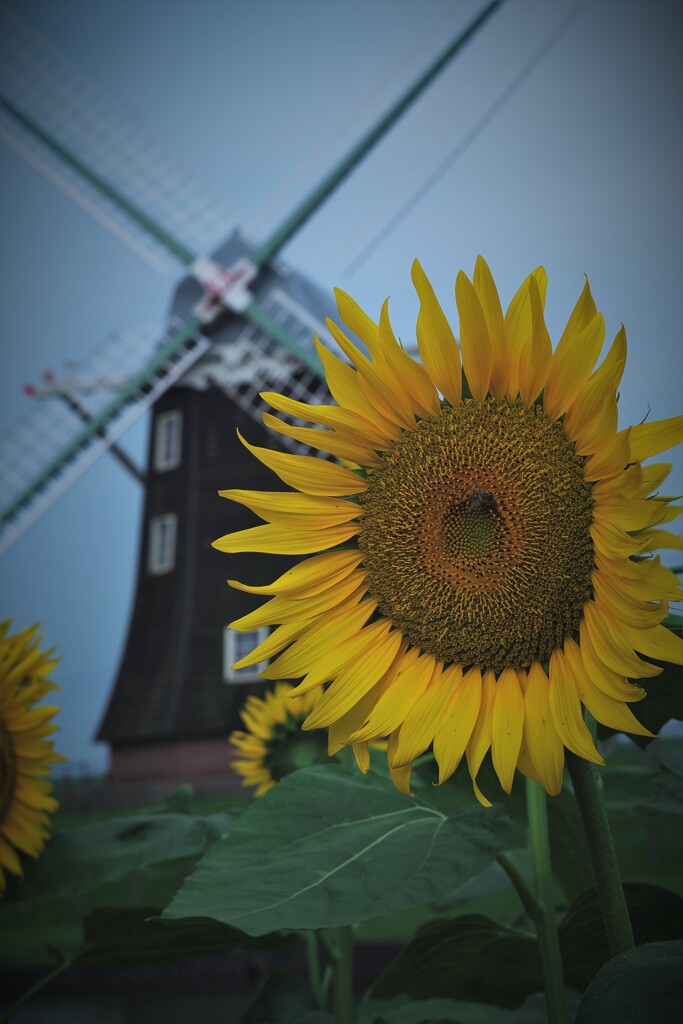 DSCF4304