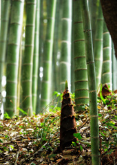 竹林