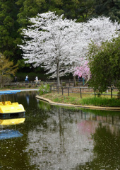桜