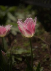 チューリップ