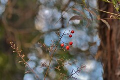 お早めに残りわずか