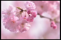 ピンク。。ピンク