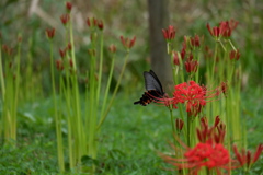 DSCF4819