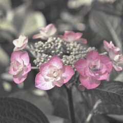 DSCF2226 