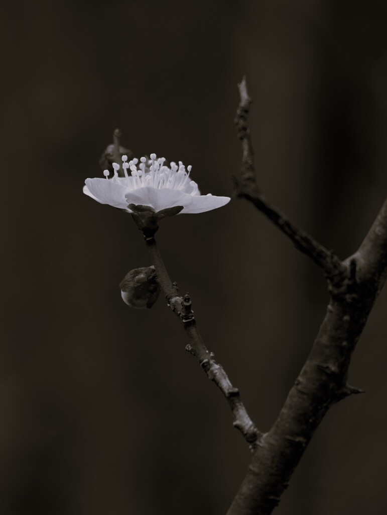 DSCF4355