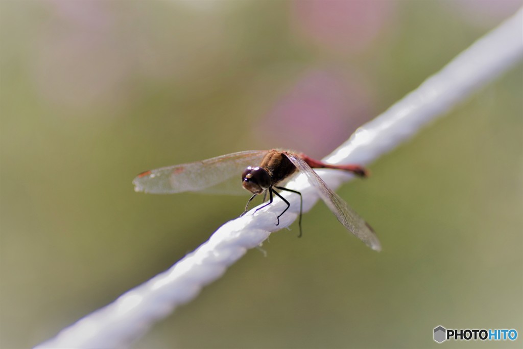 トンボの綱渡り