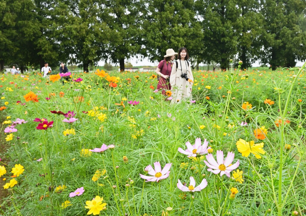 コスモス畑