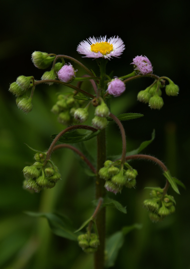 花　ハルジオン
