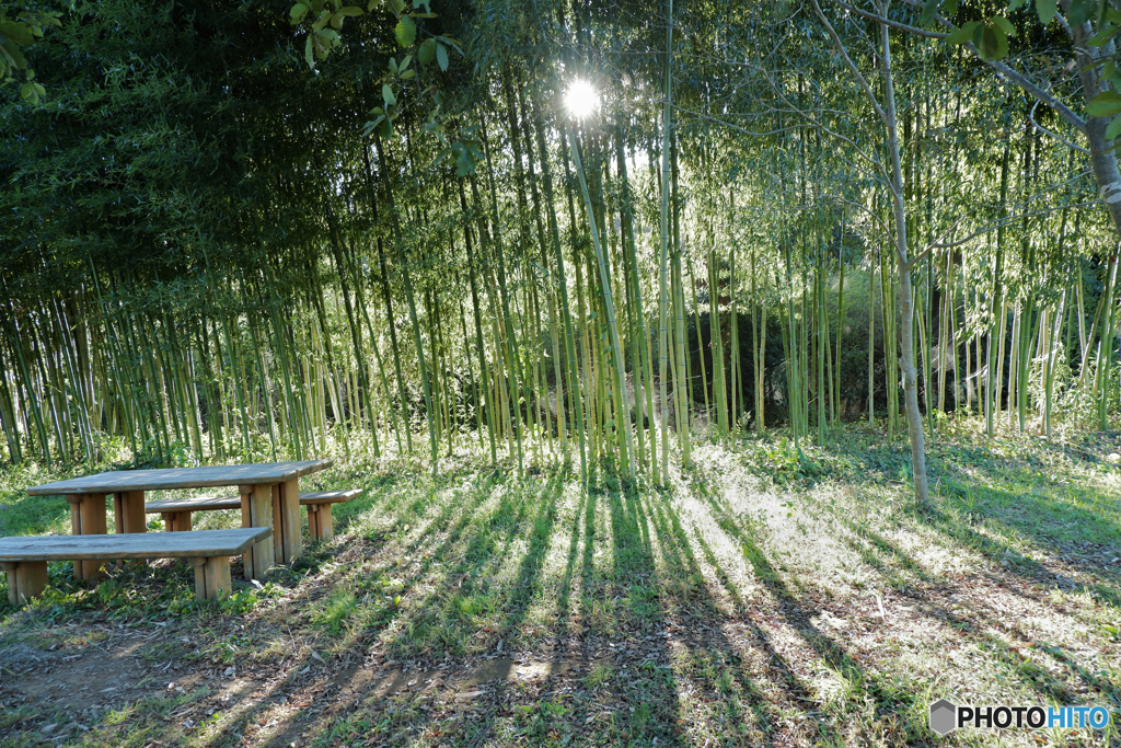 蜘蛛の巣