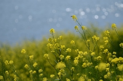 春。。。水辺