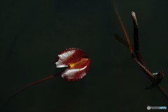 ハスの葉