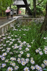 雨