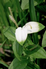 日差しを避けて