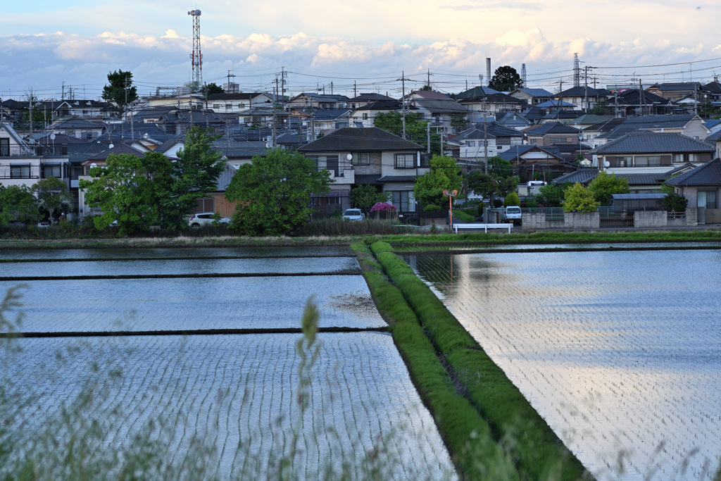 水田