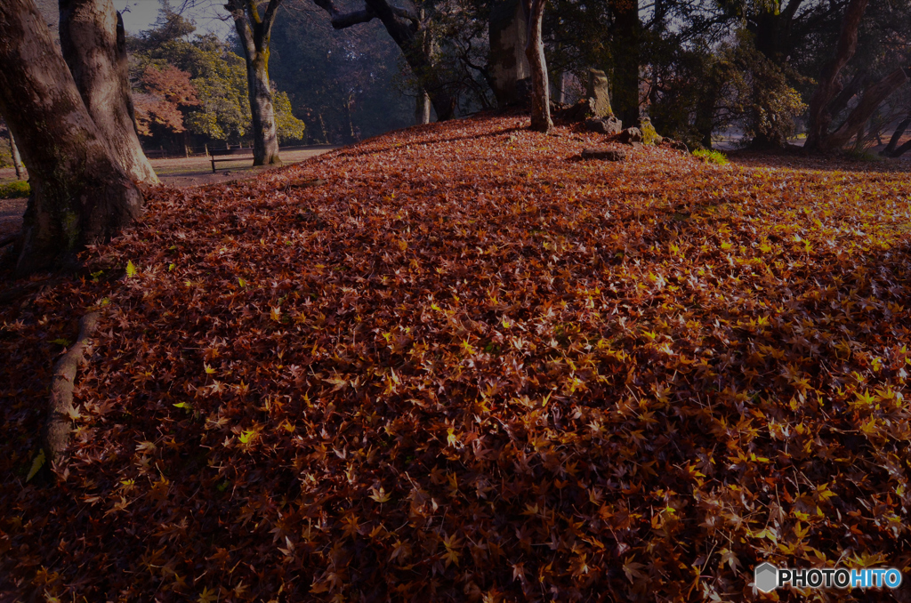 DSC_9234「季節違い」