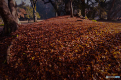 DSC_9234「季節違い」