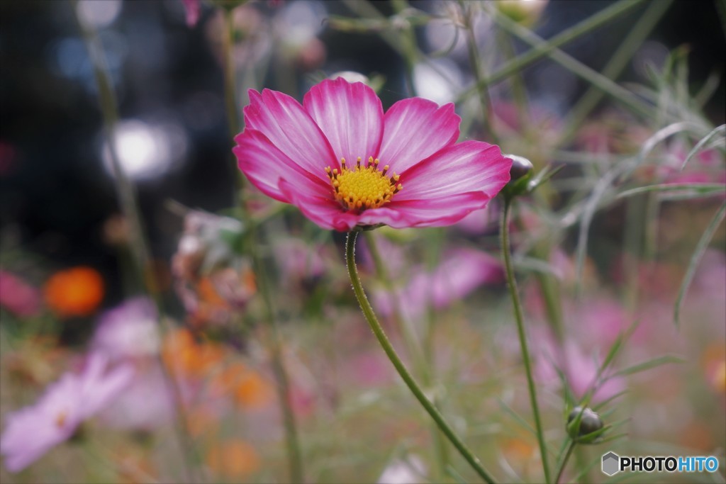 コスモス