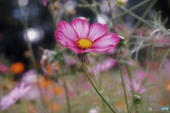 コスモス