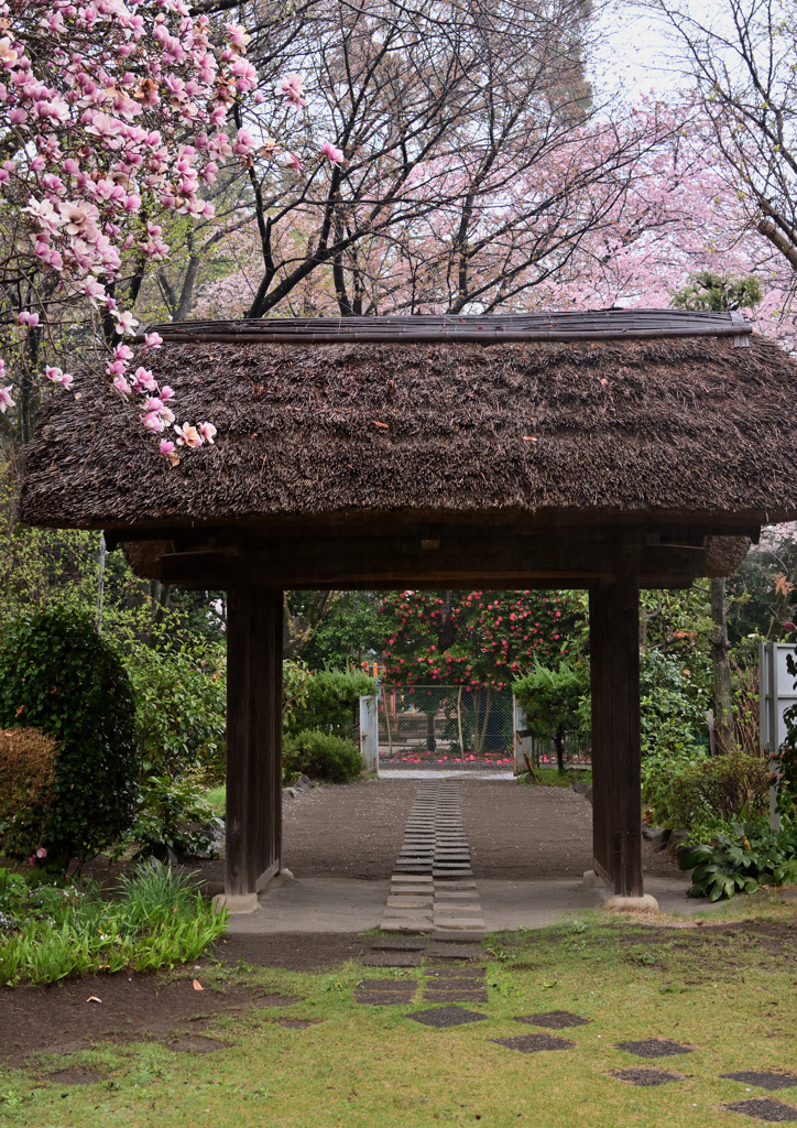 茅葺きの門と八重桜