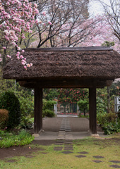 茅葺きの門と八重桜