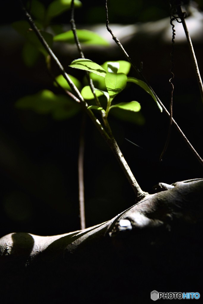 人体に生えた枝に見えませんか！！（笑