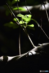 人体に生えた枝に見えませんか！！（笑