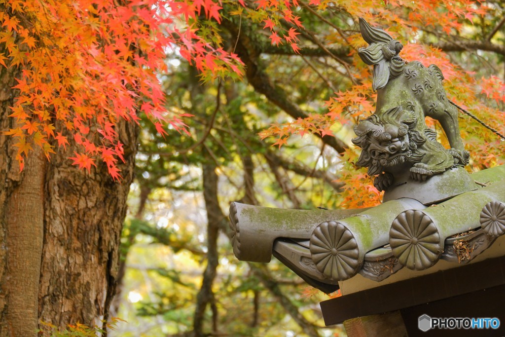 紅葉