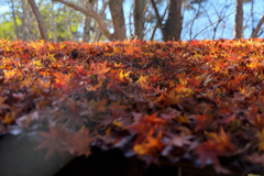 屋根上の落葉