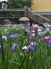 雨の花菖蒲