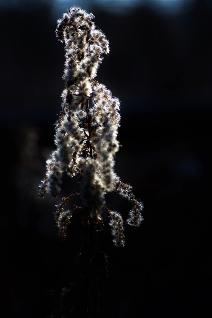 DSC_3184